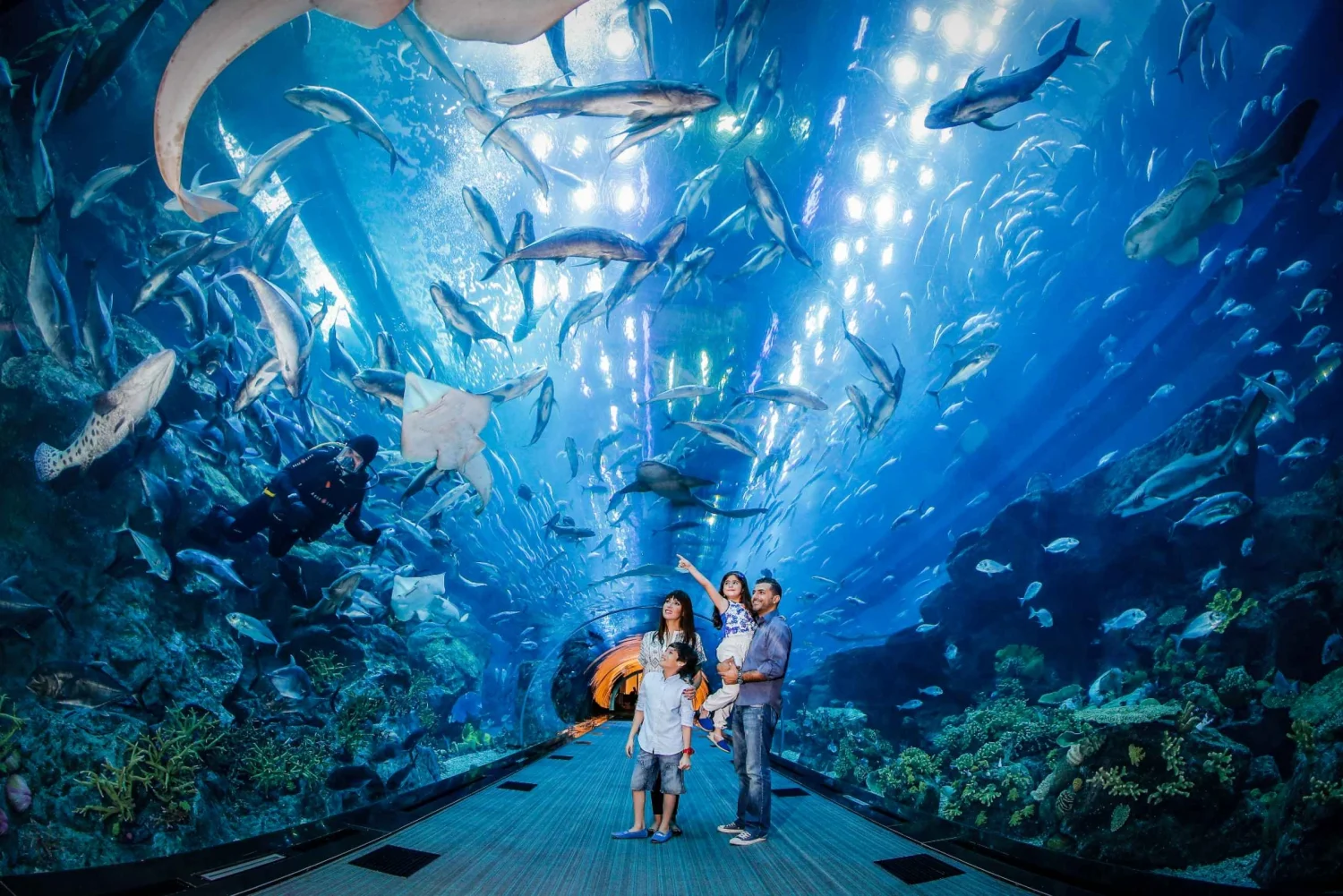 dubai-aquarium-underwater-zoo-regular